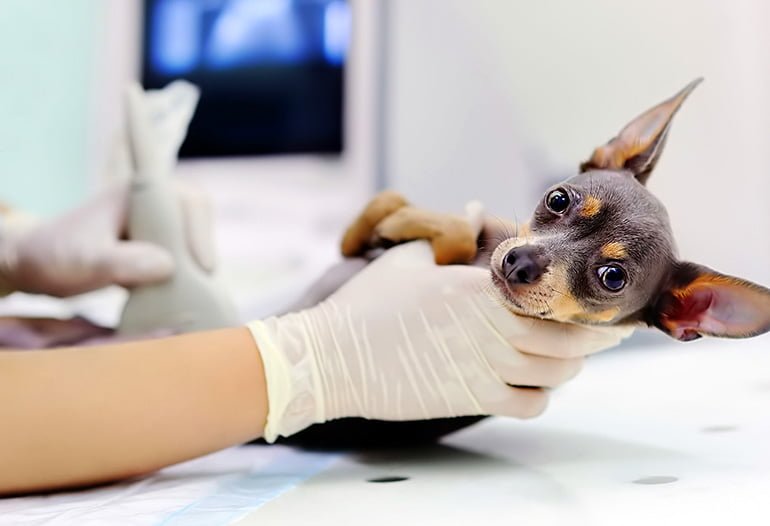 escribir Parámetros Exceder Enfermedad Inflamatoria Intestinal en perros - IBD