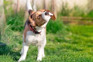 perro sacudiendo las orejas