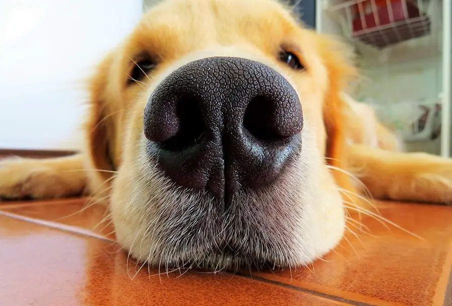 ¿Por qué mi perro tiene la trufa seca?