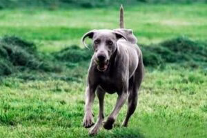 braco01