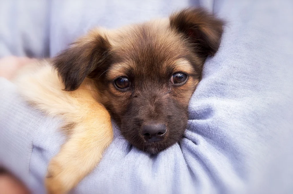 cachorro de perro