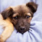 cachorro de perro