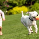 niño y perro