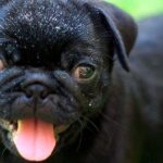 perro con caspa 3