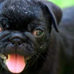 perro con caspa 3