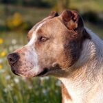 Cortar las orejas o cola de un perro, no es buena idea