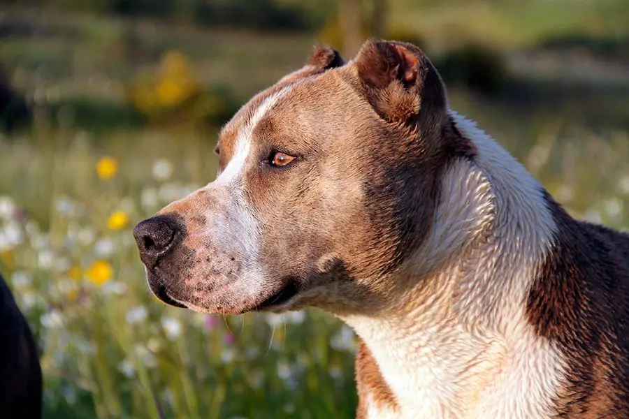 Cortar las orejas o cola de un perro, no es buena idea