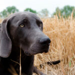 perro en un campo de cereal seco con espigas