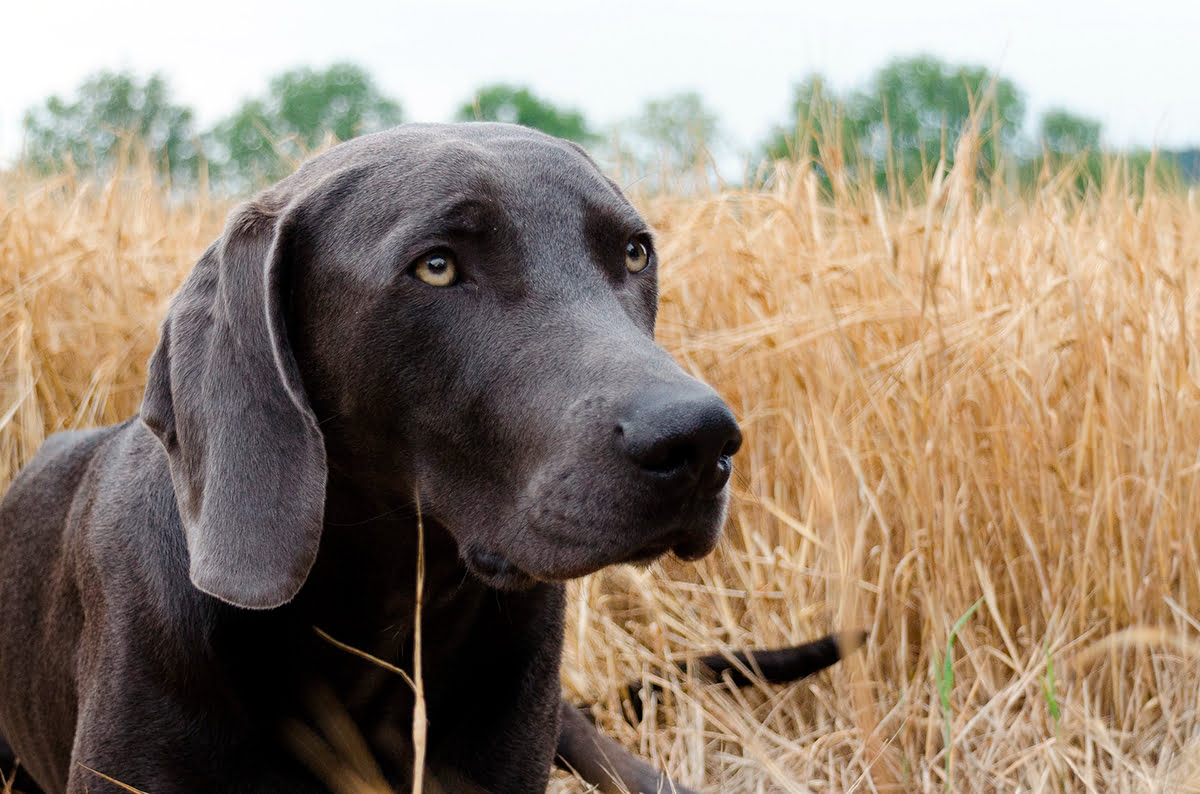 perro en un campo de cereal seco con espigas