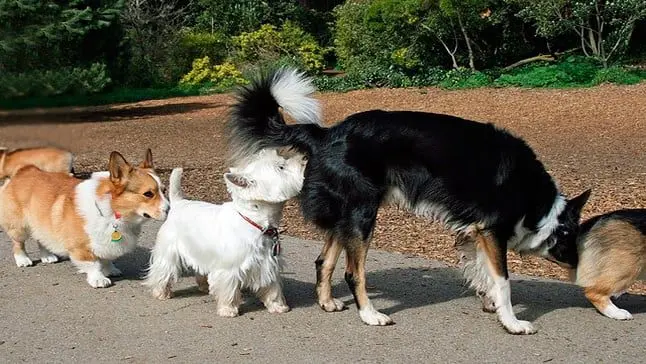 perros oliendose
