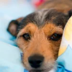 Cómo evitar que un cachorro llore