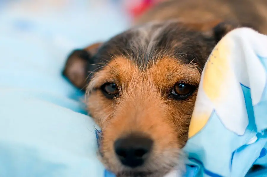 Cómo evitar que un cachorro llore