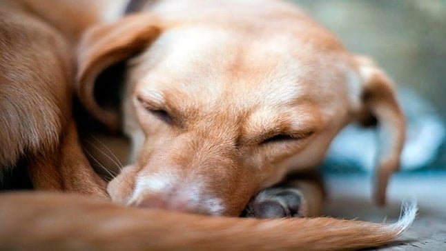 Ocho Y empieza la acción Enfermedades cutáneas en perros - Guía completa con fotos
