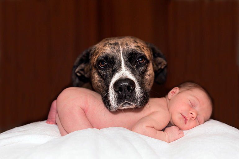 perro junto a bebé humano