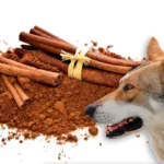 perro mirando barras de canela