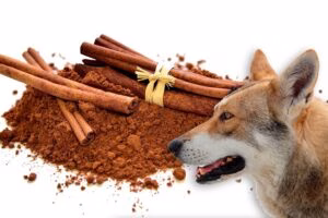 perro mirando barras de canela