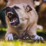 ¿Pueden los perros oler el miedo?