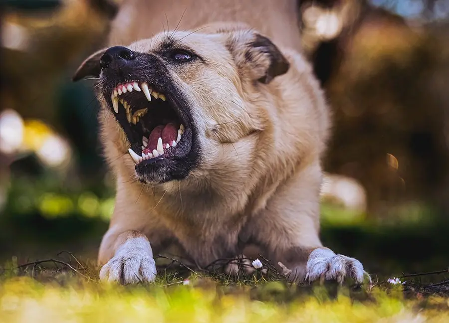 ¿Pueden los perros oler el miedo?