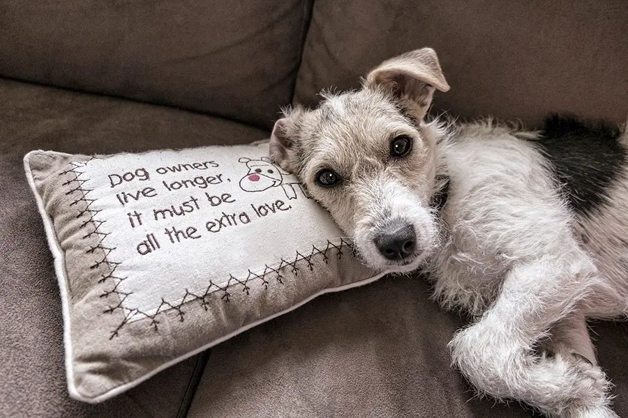 ¿Cuáles son las razas caninas más tranquilas?