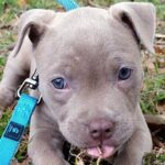 pitbull 3