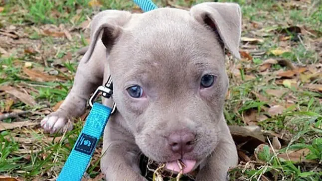 pitbull 3