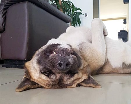 perro contorsionista