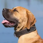 Cómo educar a un perro adulto