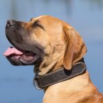 Cómo eliminar el mal aliento en un perro