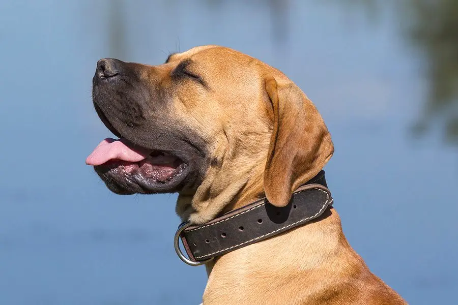 Cómo educar a un perro adulto
