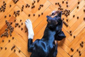 perro comiendo croquetas para perros