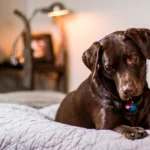 Por qué los perros rascan la cama antes de tumbarse
