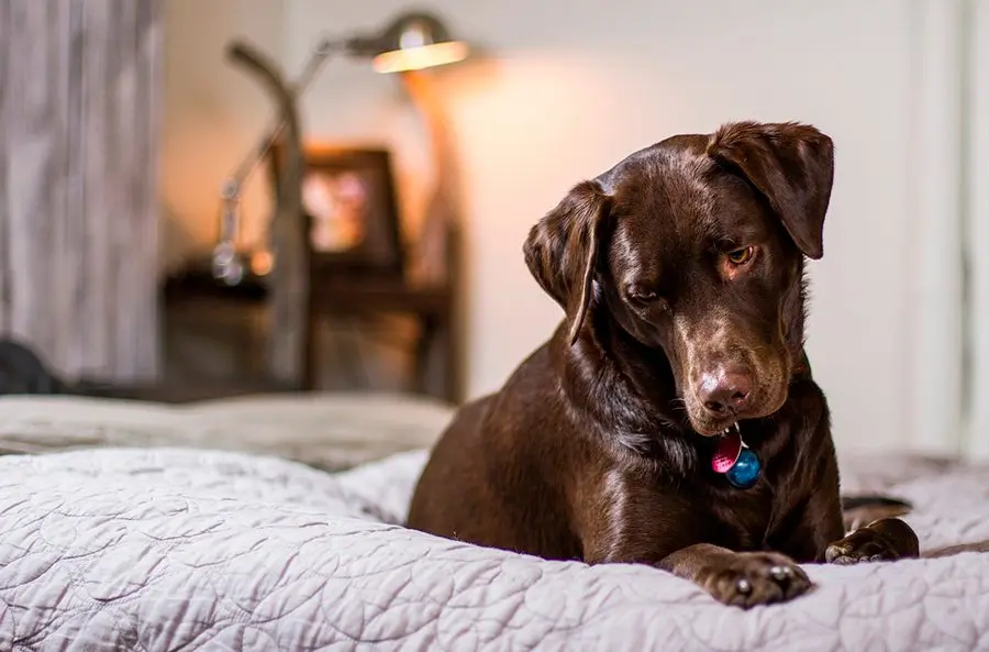 Por qué los perros rascan la cama antes de tumbarse