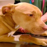 perro en veterinario