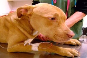 perro en veterinario