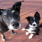 perro viejo y cachorro