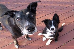 perro viejo y cachorro
