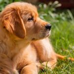 Cómo cuidar de un cachorro