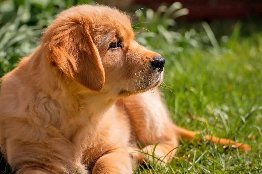 Cómo cuidar de un cachorro