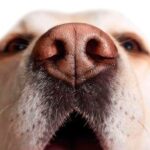 perro