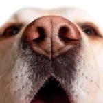 perro