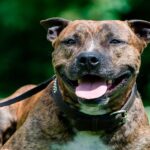 ¿Pueden sonreir los perros?