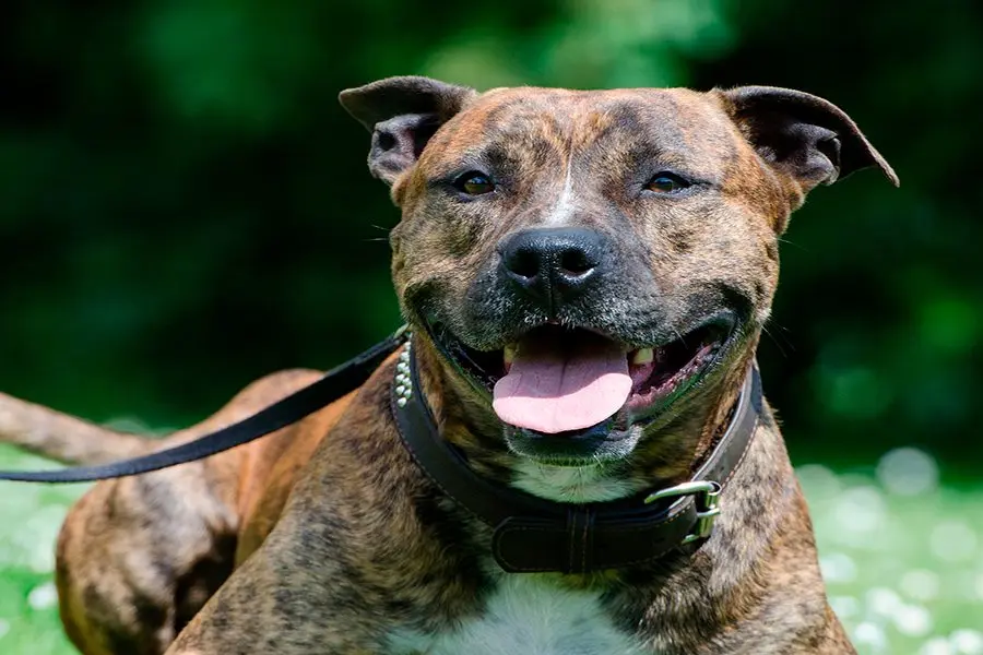 ¿Pueden sonreir los perros?