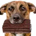perro con un trozo de chocolate en la boca