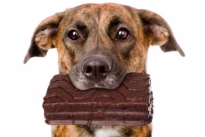 perro con un trozo de chocolate en la boca