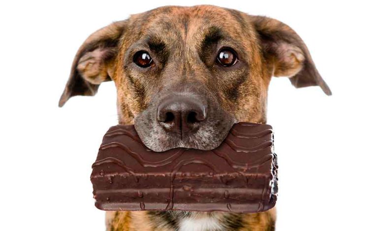 perro con un trozo de chocolate en la boca