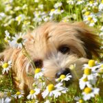 Flores de Bach en perros