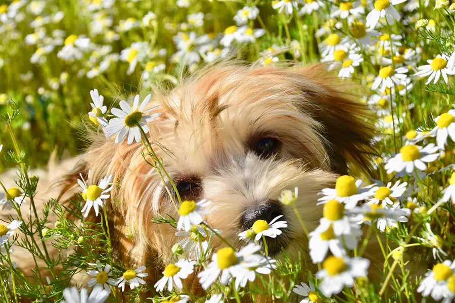Flores de Bach en perros