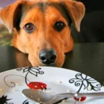 perro mendiga comida