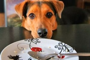 perro mendiga comida