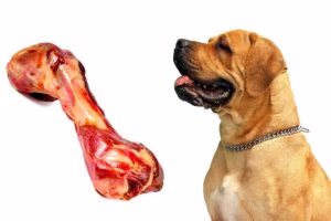 perro mirando un hueso de jamon